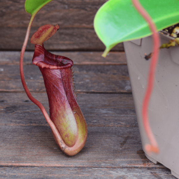 Nepenthes x Briggsiana