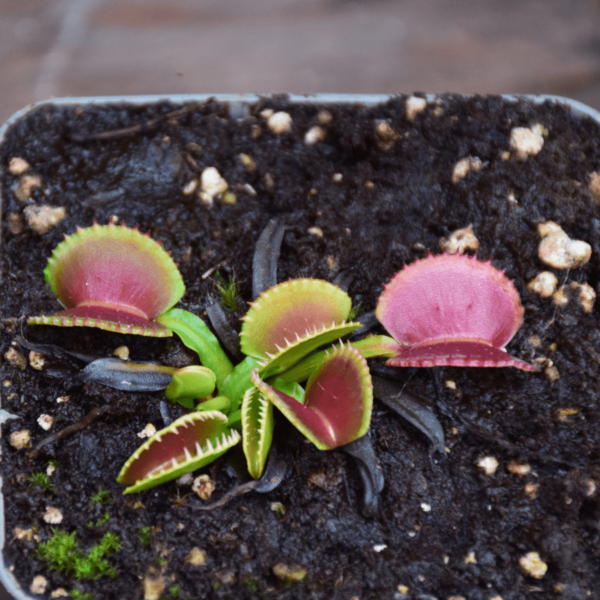 Dionaea muscipula - 'Diflora Wizard'