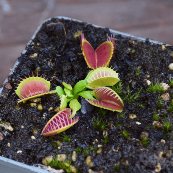 Dionaea muscipula 'GJ Equobia'