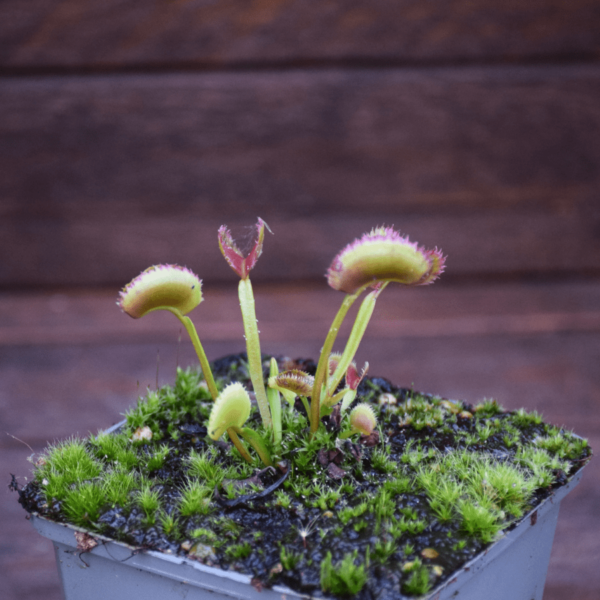 Dionaea muscipula - 'TDK #3'