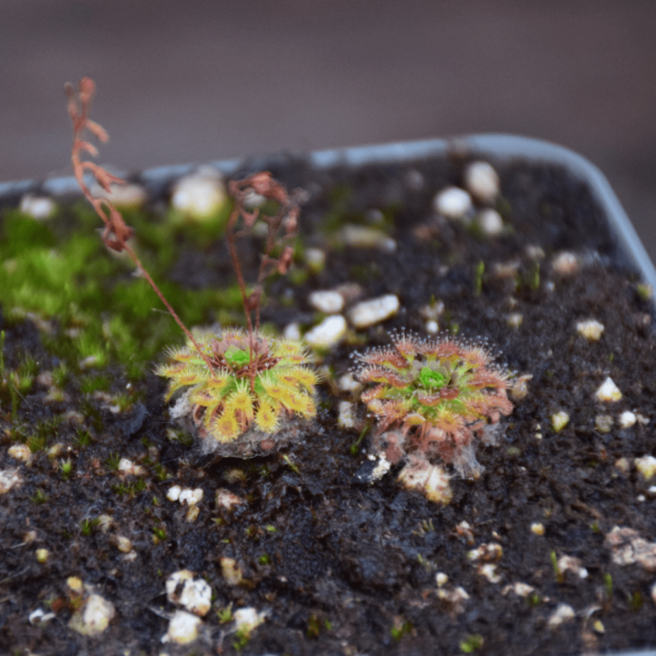 Drosera nitidula