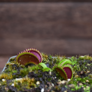 Dionaea muscipula - 'Dracula'