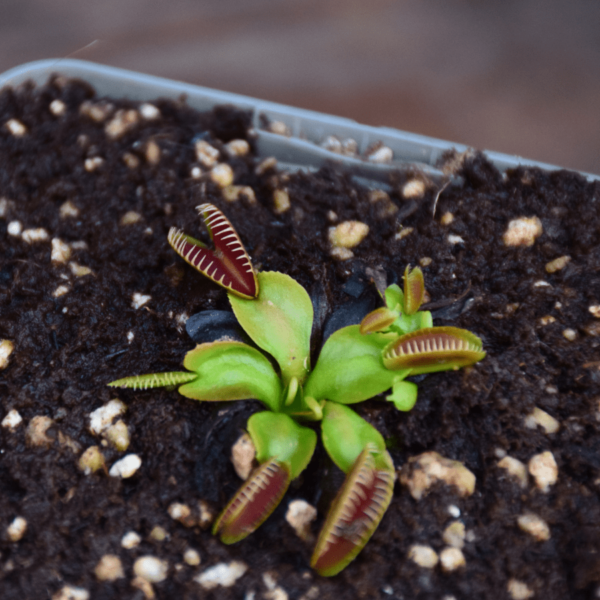 Dionaea muscipula - 'Alien'