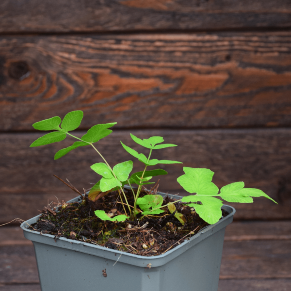 Osmunda regalis